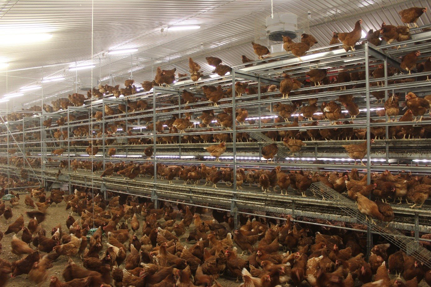 Switching to cage free poultry farming history and welfare